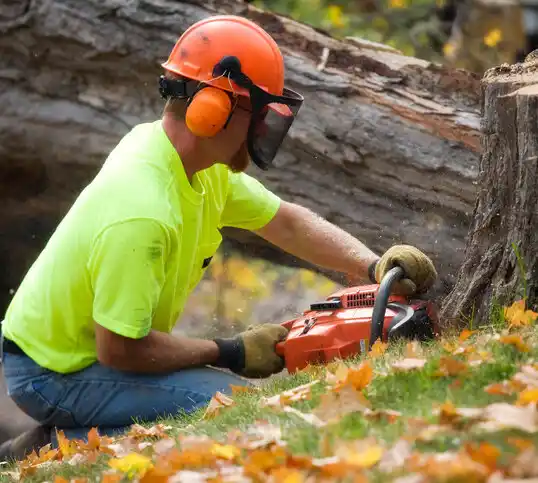 tree services York